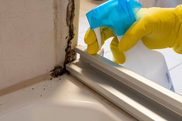 Best Attic Mold Removal  in West Plains, MO