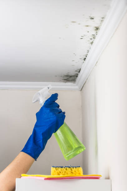 Best Toxic Mold Removal  in West Plains, MO